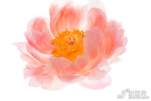自然,植物学,影棚拍摄,花,花头_496658481_Peony, perfect bloom_创意图片_Getty Images China