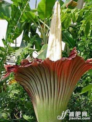 魔芋的花臭气熏天,块茎却有食用价值 魔芋的花臭气熏天,块茎却有食用价值