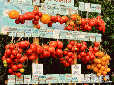 番茄应该吃多少? 番茄应该吃多少?