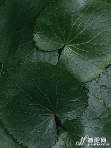 体内脂肪 体内脂肪