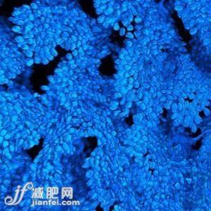 全球瘦身方式 总有适合你的