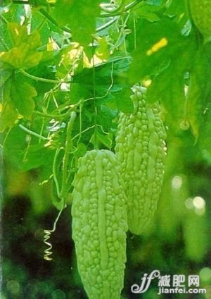 减肥达人热荐四大瘦身偏方