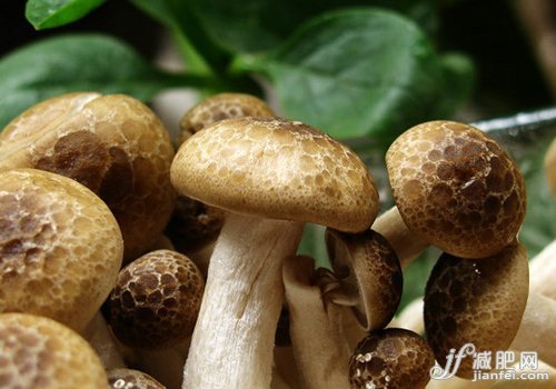 蘑菇减肥餐 每天轻松减1斤