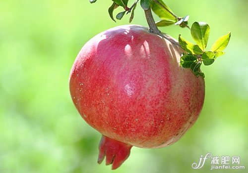 20种有助于你减肥的超级食品！