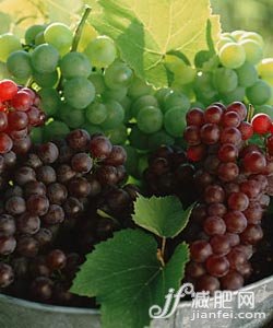 葡萄 葡萄