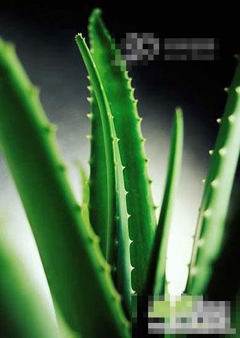 三款简易的菠菜、芦荟瘦身菜谱