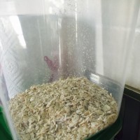 营养健康减肥早餐&mdash;香蕉燕麦米酒奶的做法图解2