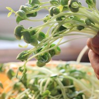 减肥小菜---炝拌黑豆苗的做法图解1