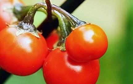 西红柿减肥食谱