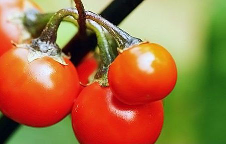 神奇的西红柿减肥法