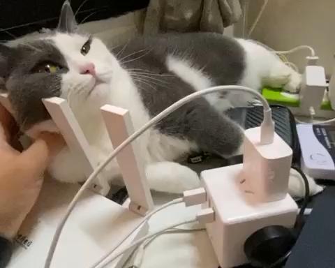 减肥、健身人士吃了狂点赞的蔬菜鸡胸肉饼的做法 步骤16