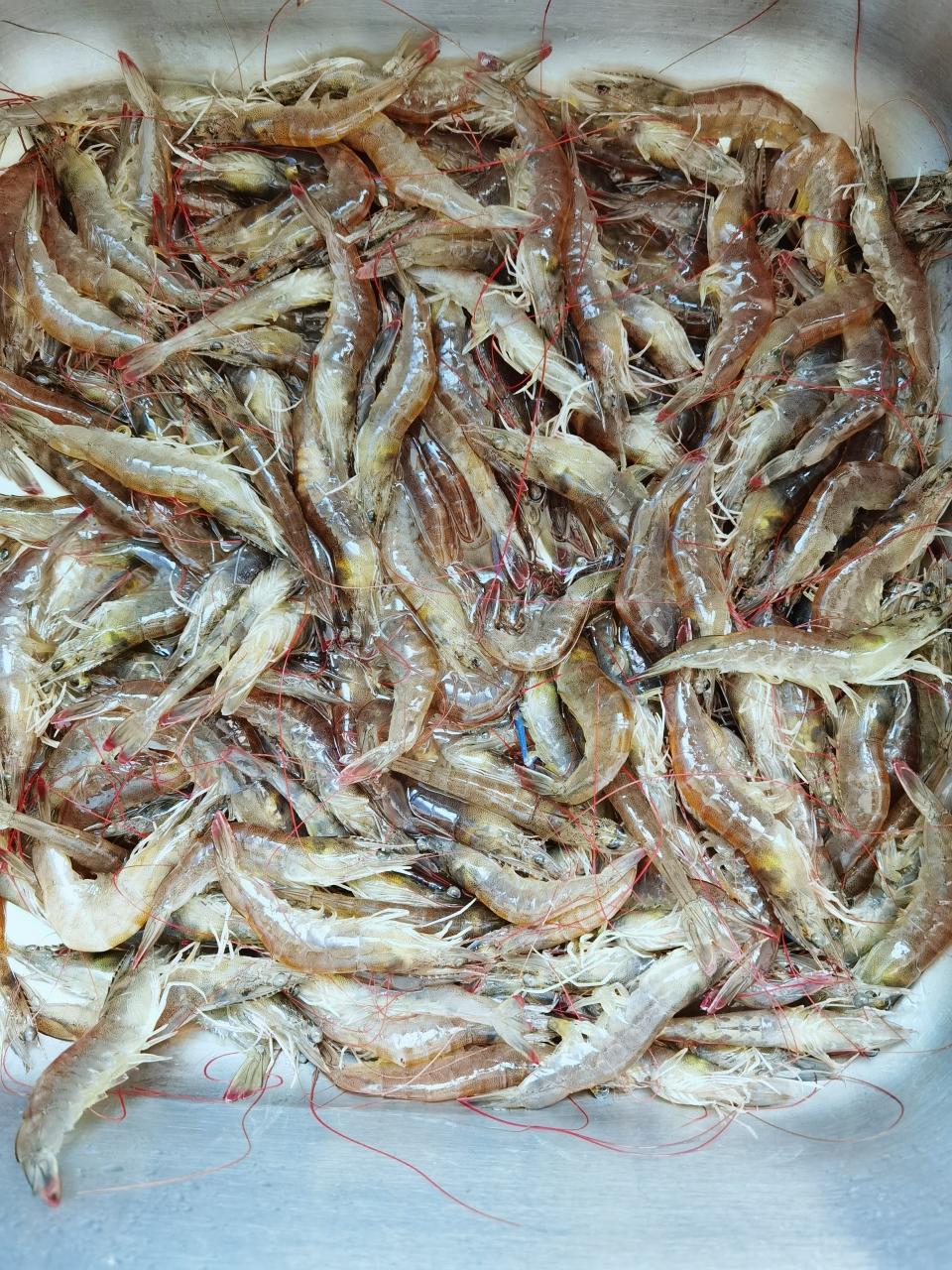 烤虾干追剧减肥小零食必备的做法 步骤1